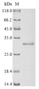 vtg1 Protein