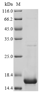 Protein A,partial Protein