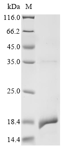 Rat Slc2a1 Protein