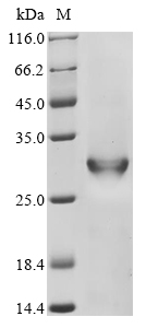 cry1Bb Protein