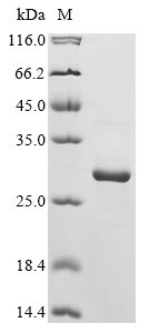 cry2Aa Protein