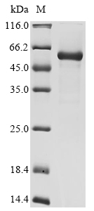 Coxsackievirus B3 Genome polyprotein Protein