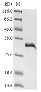 PFD0110w Protein