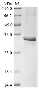 Human PLD6 Protein