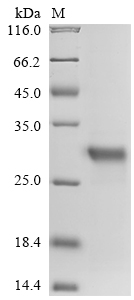 Human Trypsin-2 Protein