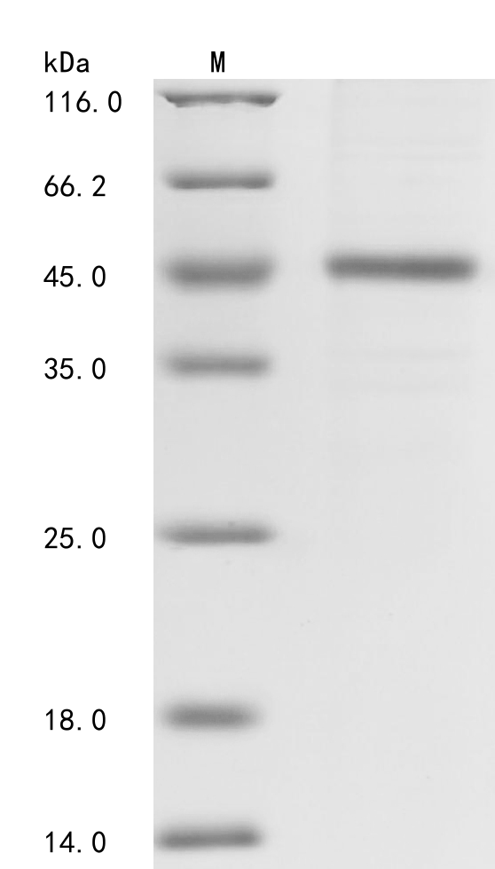 Schmidtea mediterranea Activin 1 Protein