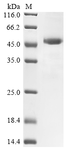 Rat Mbl2 Protein