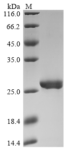 Human PRDX3 Protein