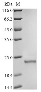 Human GPX4 Protein