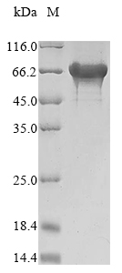 MNT3 Protein