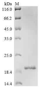 CNTNAP2 Protein
