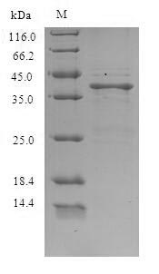 Lithobates catesbeiana Saxiphilin Protein