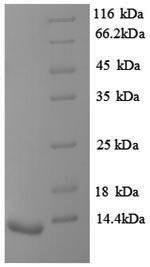 Rat Avpr1b Protein