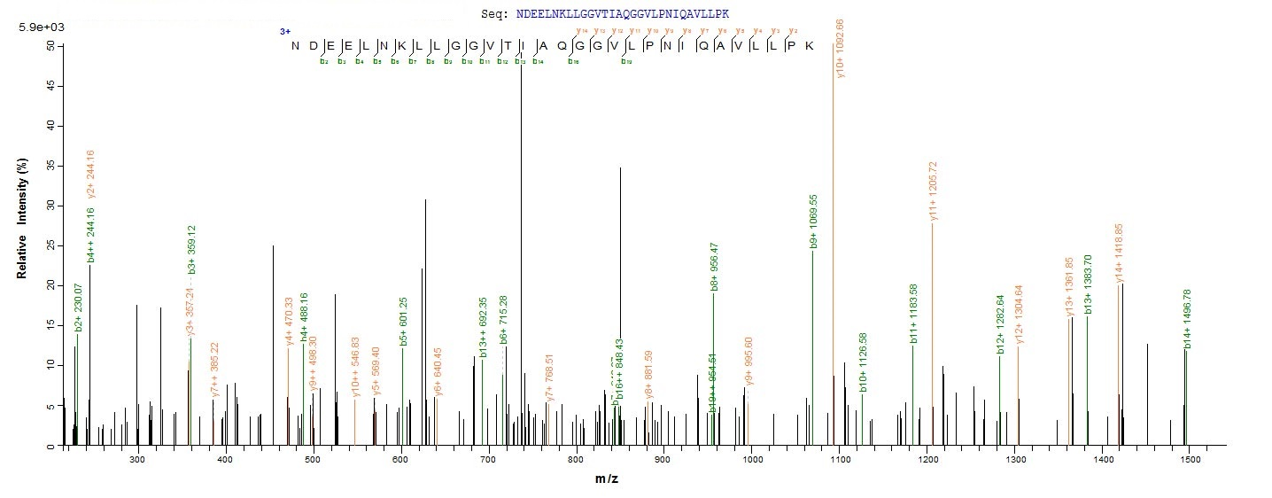 Human H2AFX Protein