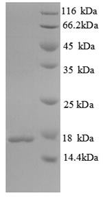 mpt63 Protein