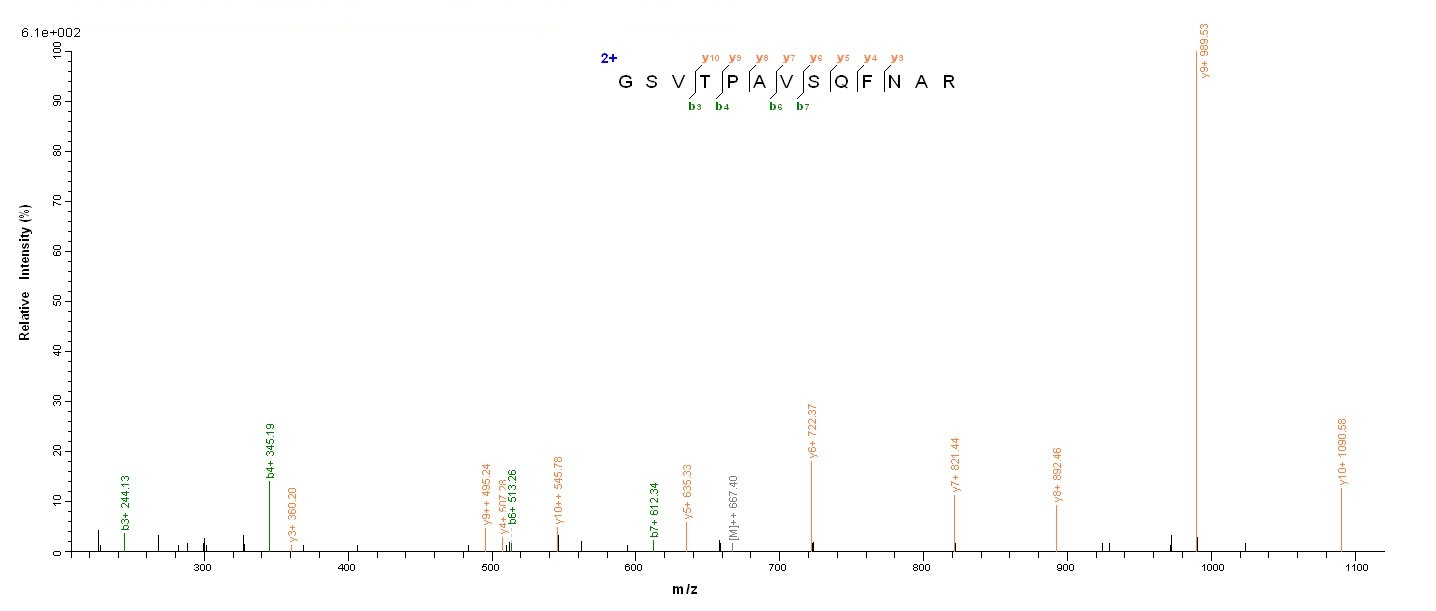 mpt63 Protein