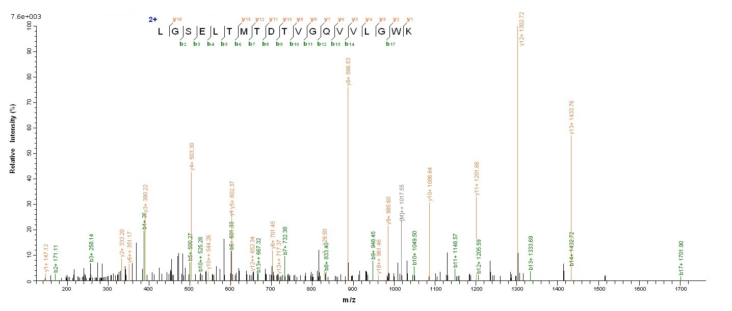 mpt63 Protein