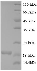 Human BMP6 Protein