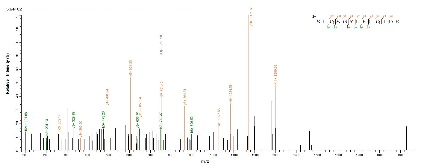 Human Complement C3 Protein