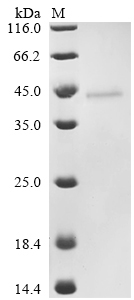 Staphylococcus aureus Extracellular enterotoxin type I Protein