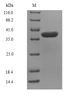 Lithobates catesbeiana Saxiphilin Protein