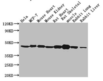 ACTB Antibody
