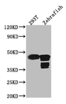 ACTB Antibody