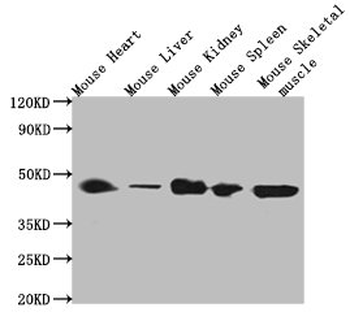 ACTB Antibody