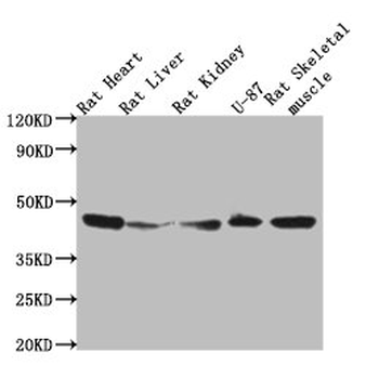 ACTB Antibody