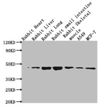 ACTB Antibody