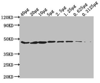 ACTB Antibody
