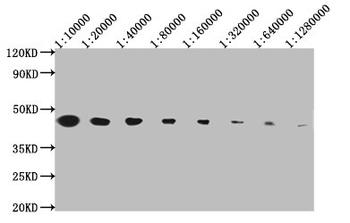 ACTB Antibody