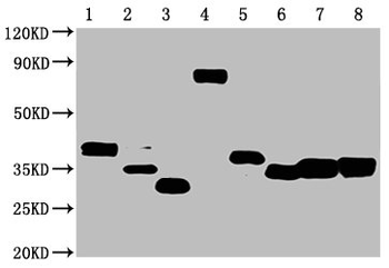 Avi Tag Antibody