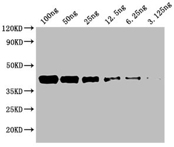 Avi Tag Antibody