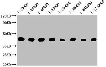 Avi Tag Antibody
