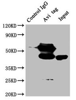 Avi Tag Antibody