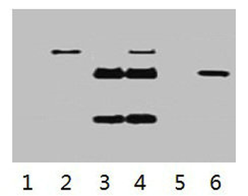 Flag Tag Antibody