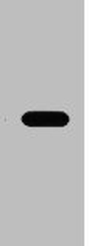 Flag Tag Antibody