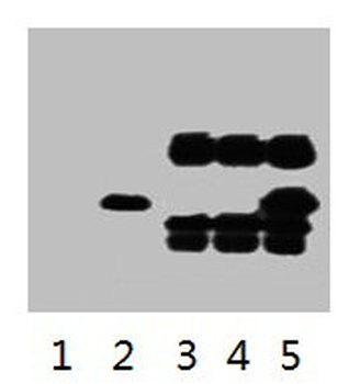 V5 Tag Antibody