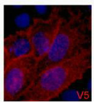 V5 Tag Antibody