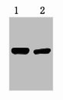 V5 Tag Antibody