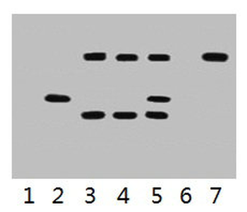 VSV-G Tag Antibody