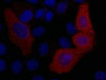 VSV-G Tag Antibody