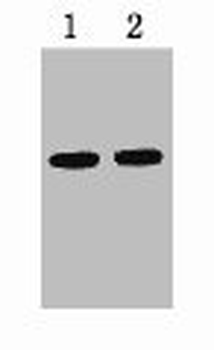 VSV-G Tag Antibody