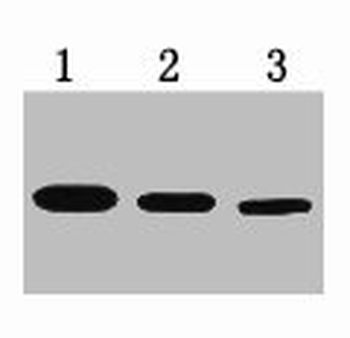 T7 Tag Antibody