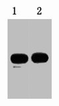 KT3 Tag Antibody