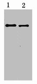 S Tag Antibody