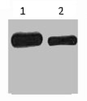 Myc Tag Antibody