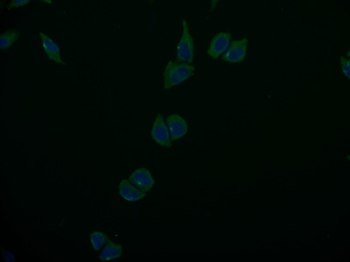 ABCB1 Antibody