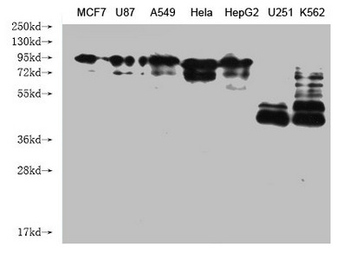 CANX Antibody